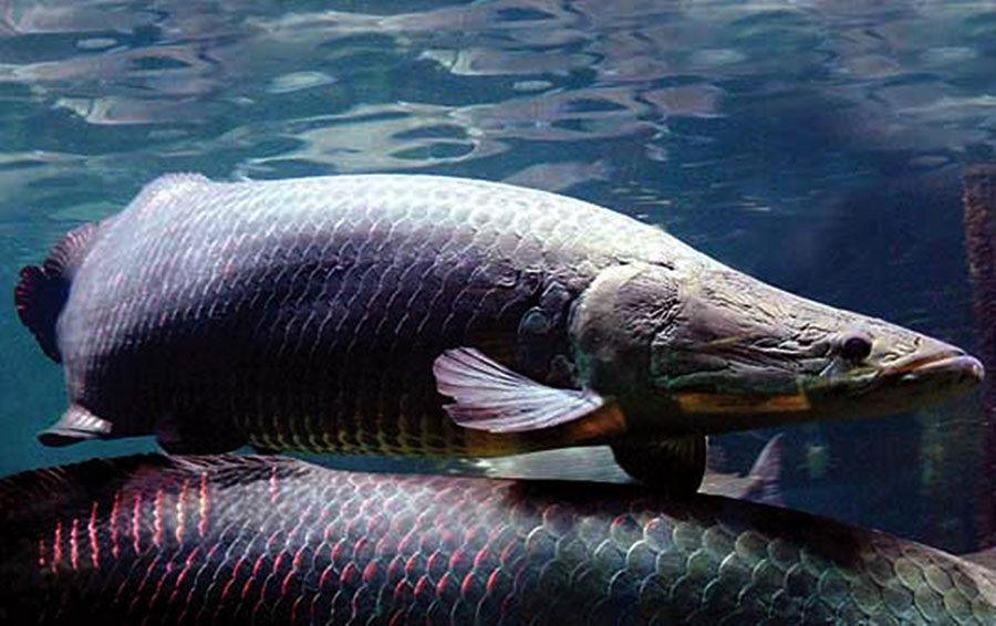 Conheça o Peixe Pirarucu – Criação em Cativeiro