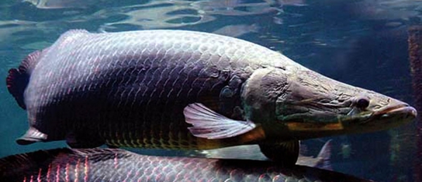 Conheça o Peixe Pirarucu – Criação em Cativeiro