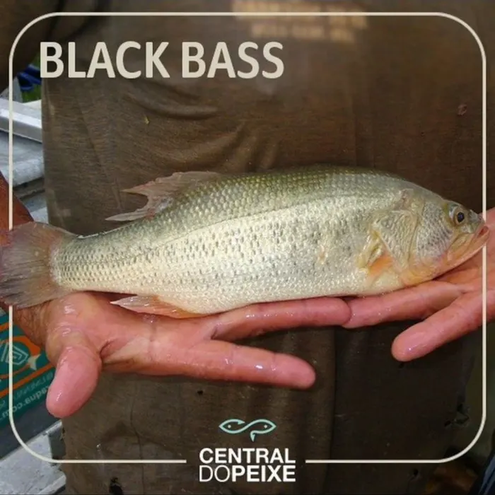 Black Bass