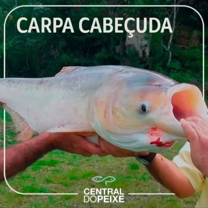 Carpa Cabeçuda