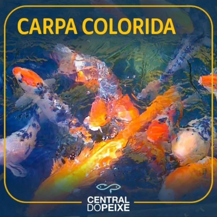 Carpa Colorida (Koi)