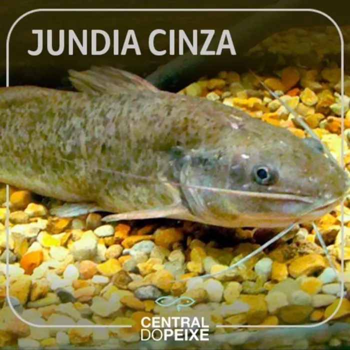 Jundiá Cinza