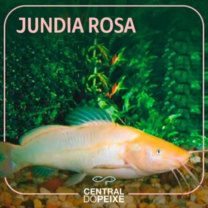 Jundiá Rosa