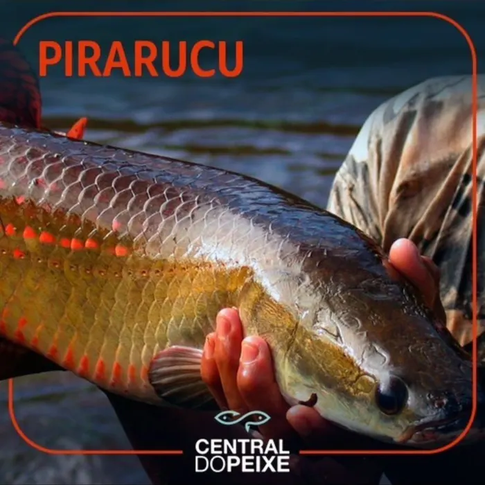 Pirarucu