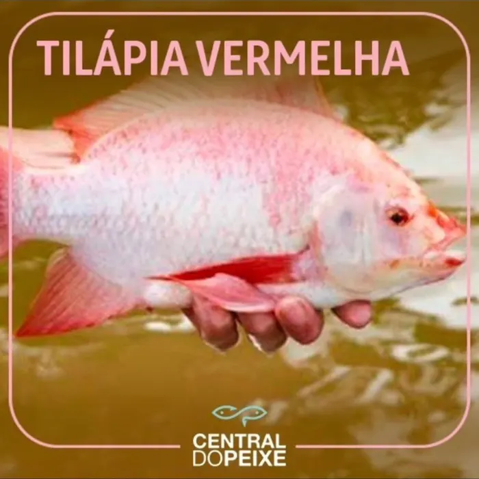 Tilápia Vermelha