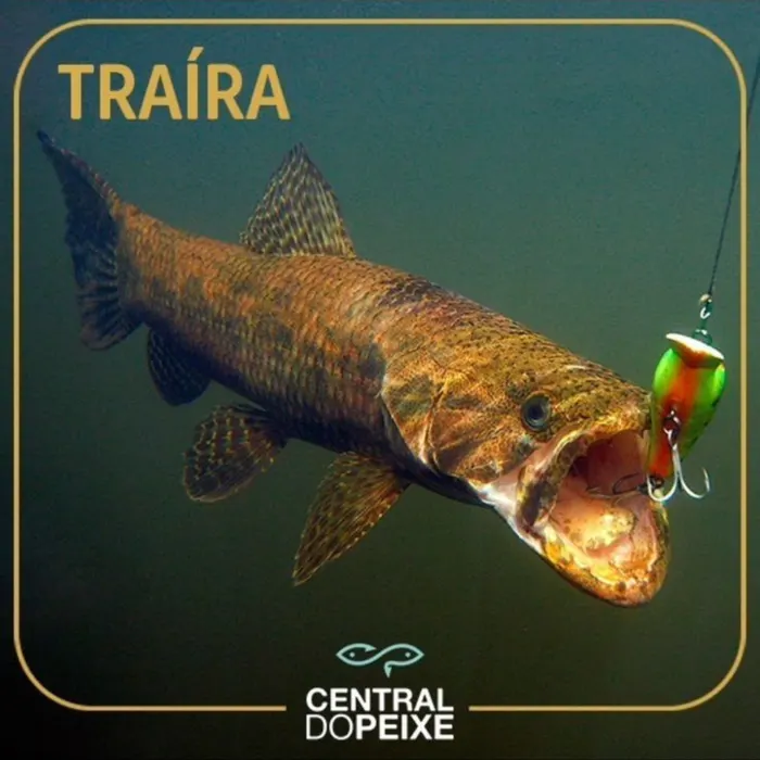Traíra